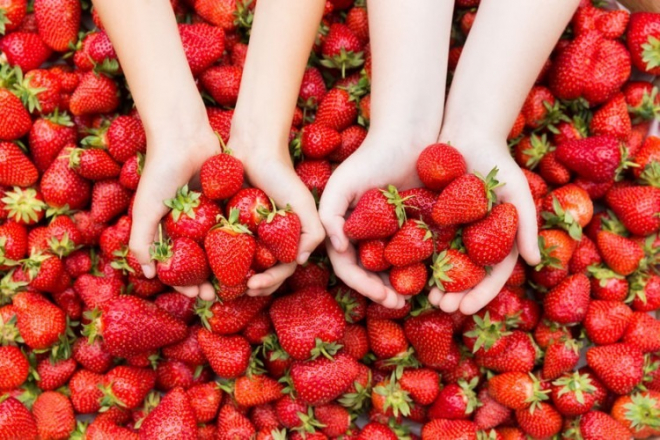 Erdbeerfest Strawberry Day In Germany
