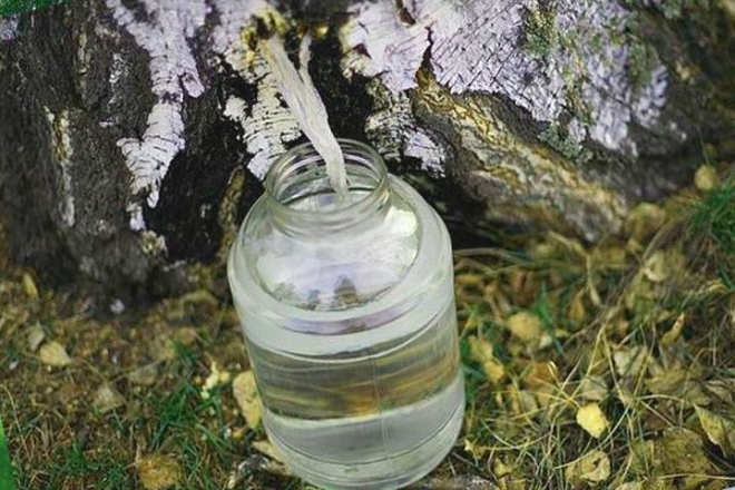 The Benefits of Birch Juice For The Body