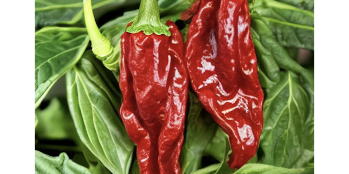 Unleashing the Heat: Exploring the World's Hottest Peppers
