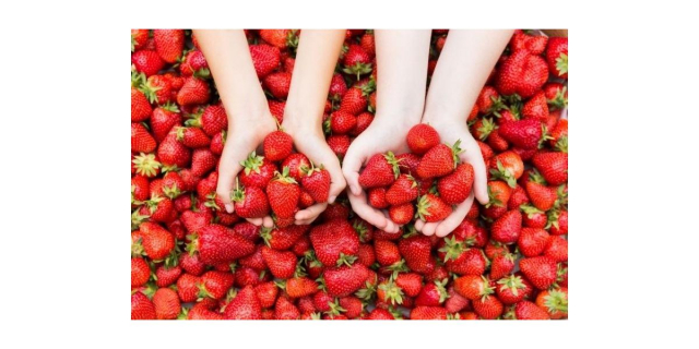 Erdbeerfest Strawberry Day In Germany
