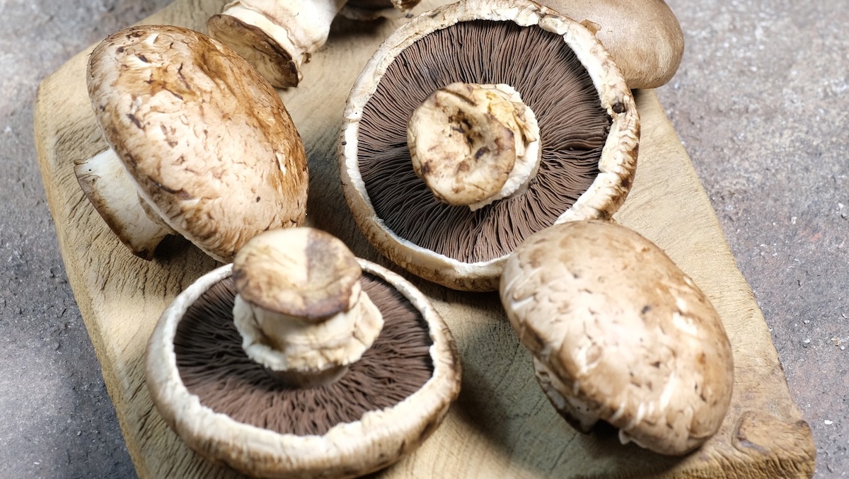 Portobello Mushroom